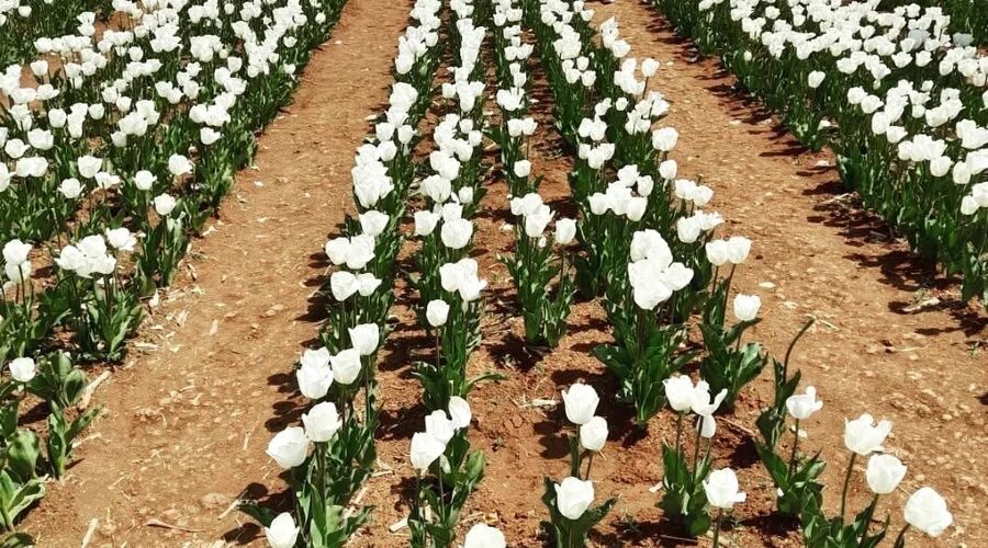 Konya Lale Bahçeleri Mevlana Kelebekler Vadisi Sille Köyü Turu 