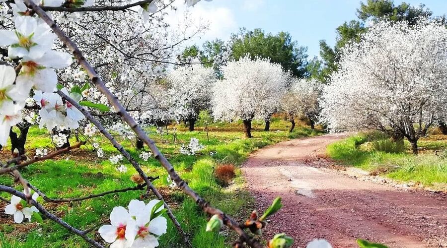 Datça Badem Çiçeği Festivali- Knidos- Akyaka- Dalyan Turu