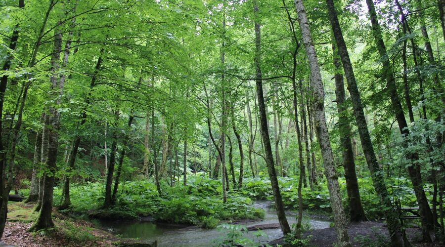 Yedigöller Abant Gölcük Amasra Safranbolu- Batı Karadeniz Turu Yaprak Dökümü Zamanı 