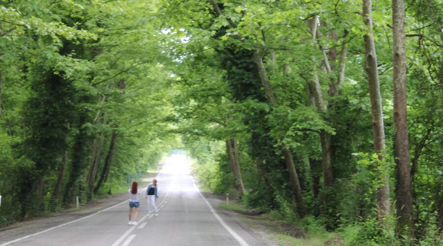 Yedigöller Abant Gölcük Amasra Safranbolu- Batı Karadeniz Turu Yaprak Dökümü Zamanı 