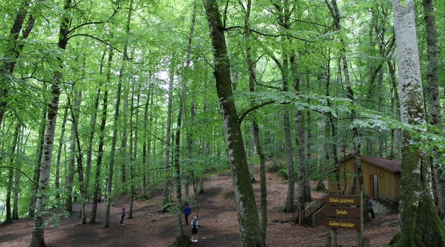 Yedigöller Abant Gölcük Amasra Safranbolu- Batı Karadeniz Turu Yaprak Dökümü Zamanı 