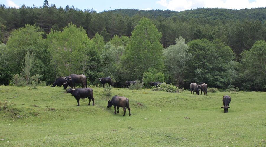 Yedigöller Abant Gölcük Amasra Safranbolu- Batı Karadeniz Turu Yaprak Dökümü Zamanı 