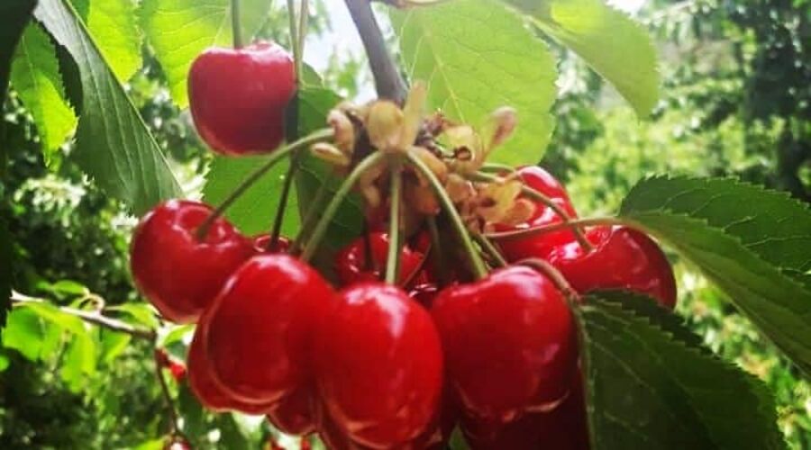 Dalından Kiraz Toplama Burmahan Alabalık Çiftliği Tazı Kanyonu Köprülü Kanyon ATV Safari