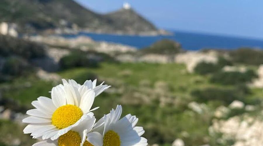 Datça Badem Çiçeği Festivali- Knidos- Akyaka- Dalyan Turu